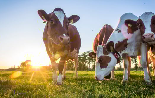 Cows