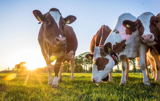 Brown-and-white cows grazing on green grass in a field, with the sun low on the horizon and trees in the background.