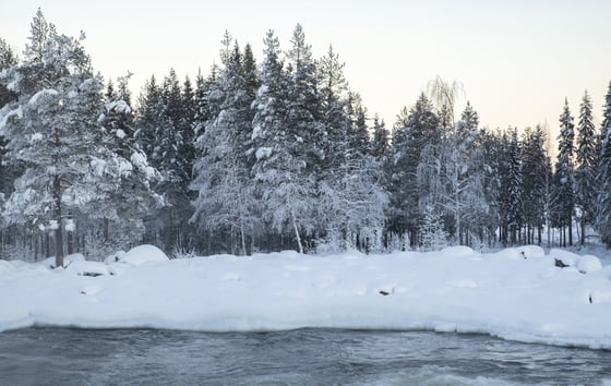 Snow-covered forest next to a river.
