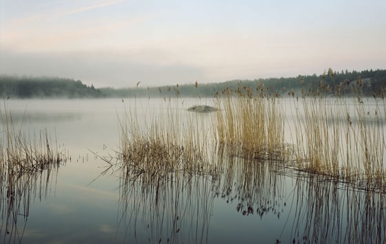 Reed in a misty morning. Photo: Felix Odell