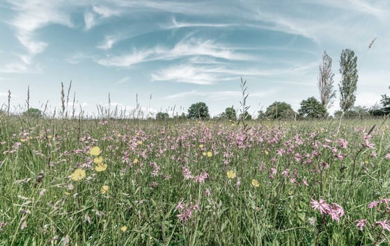 A spring meadow