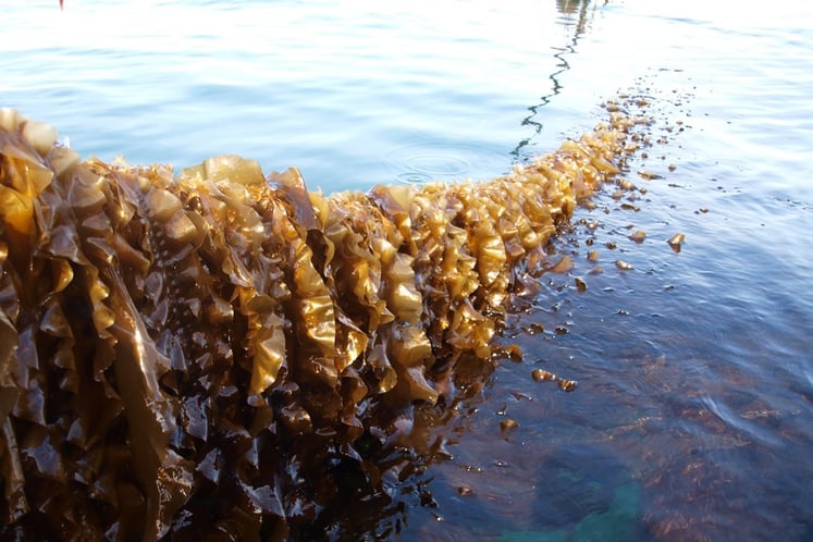 Kerteminde Seafarm will grow blue mussels, sugar kelp, sea lettuce and dulse on lines at the wind farm in collaboration with Aarhus University and the Technical University of Denmark, which will also investigate effects on the marine environment (Photo: Teis Boderskov).