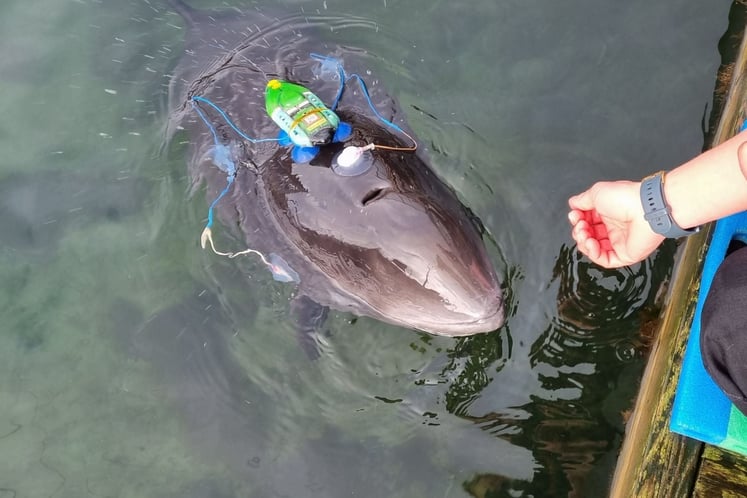 Harbour porpoise wearing a tracking device, surfacing next to a jetty while a hand reaches towards it.