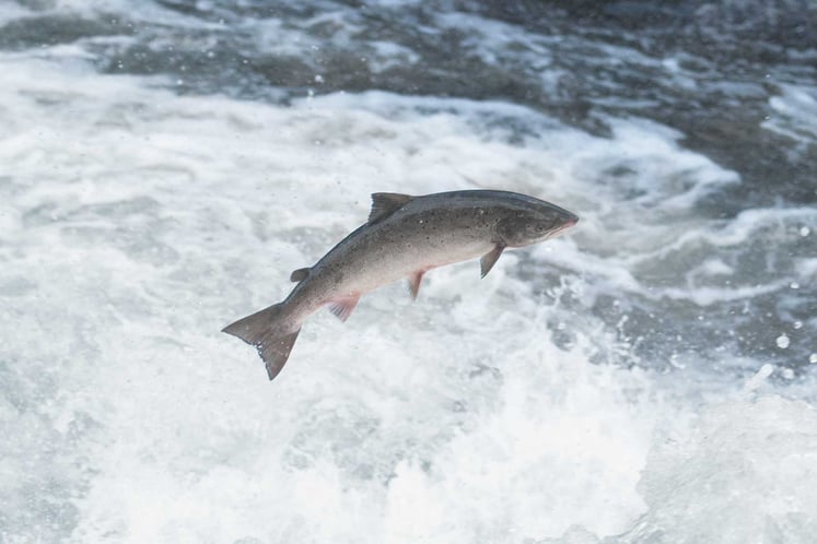 Jumping salmon