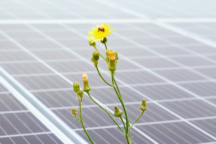 A bee on a yellow flower in front of solar panels