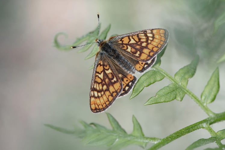 Marsh fritillary butterfly. Marsh fritillary butterfly.