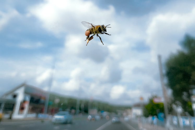 A bee 