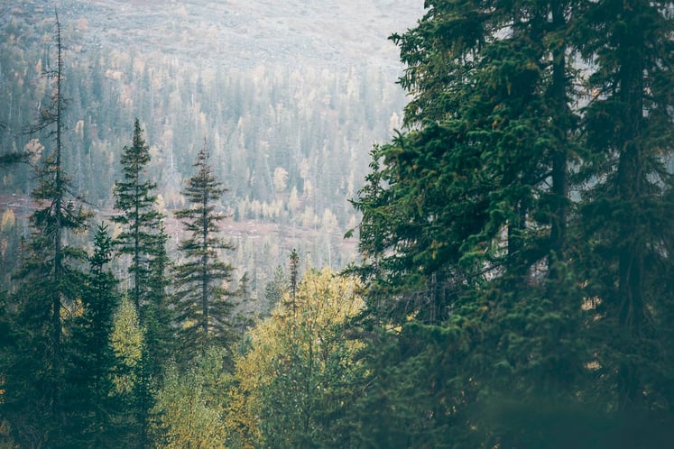 Forest landscape