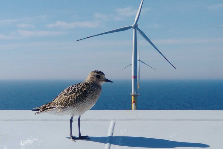 A golden plover on a turbine in Sandbank offshore wind farm A golden plover on a turbine in Sandbank offshore wind farm
