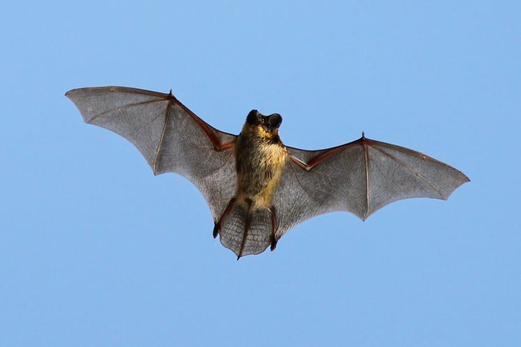 A bat in flight - Photo Anders Blomdahl