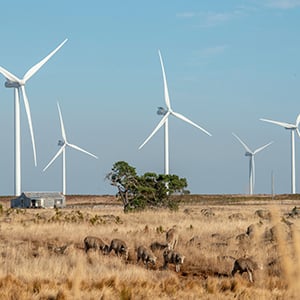 Sheep grazing on grassland between wind turbines - Photo: Adobe