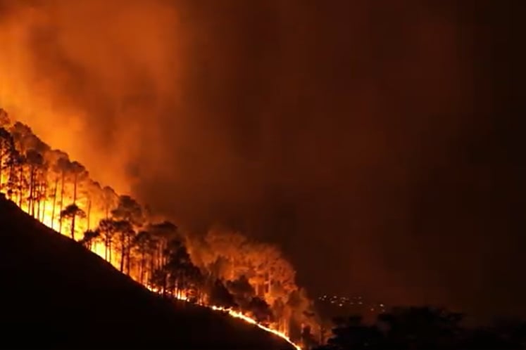 A forest fire