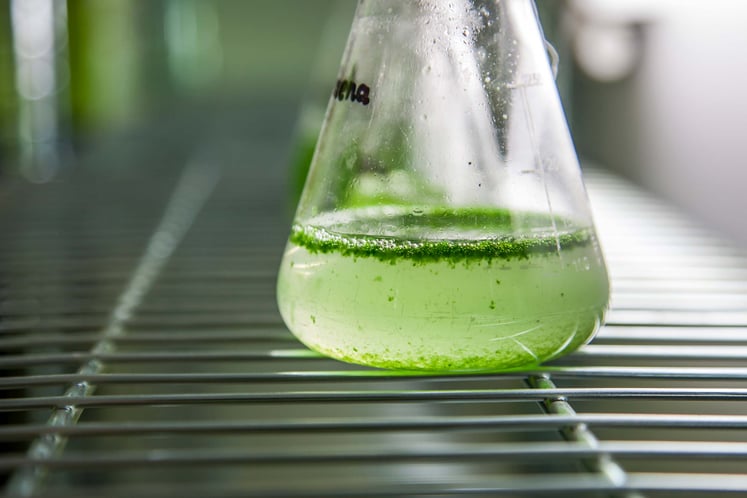 Algae in an Erlenmeyer flask