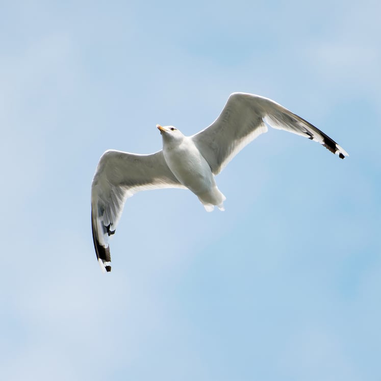 Herring gull in flight with wings fully outstretched against a clear blue sky.