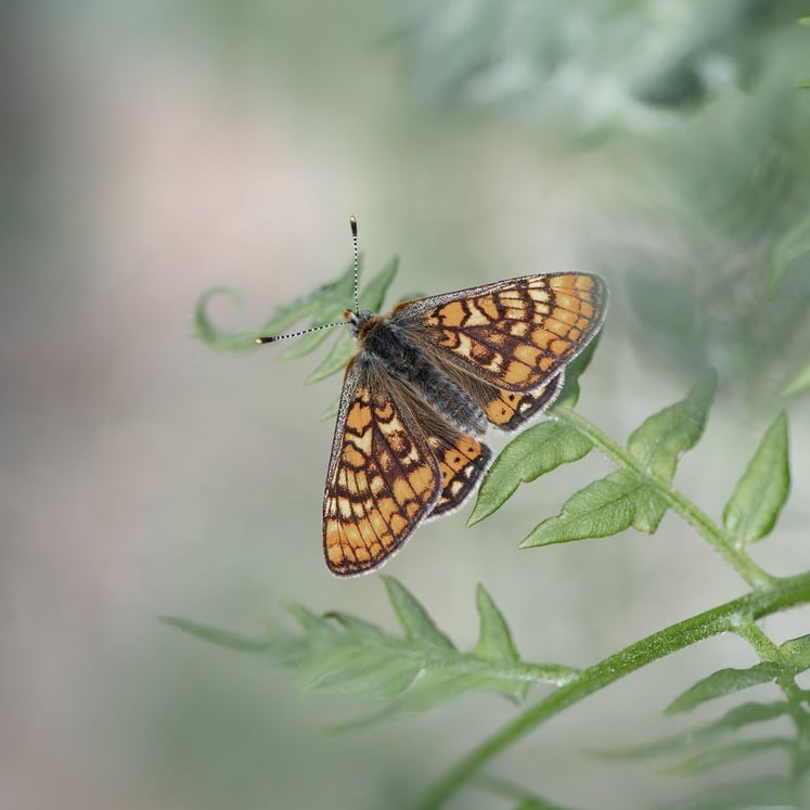 Marsh fritillary butterfly