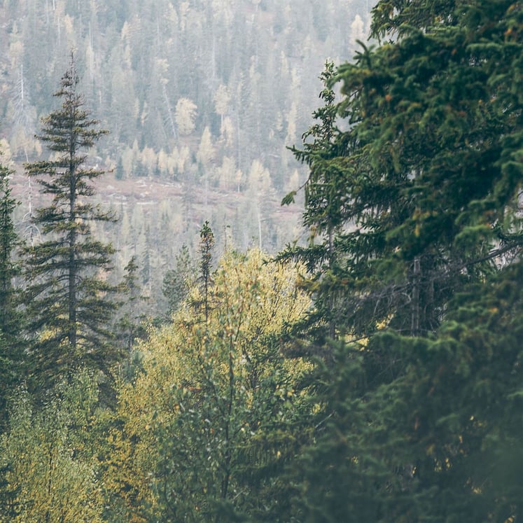 Forest landscape Forest landscape