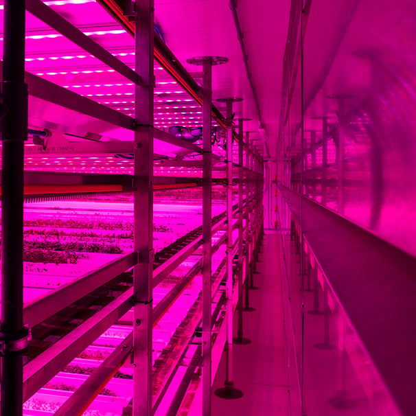 Climatic chamber with purple lighting