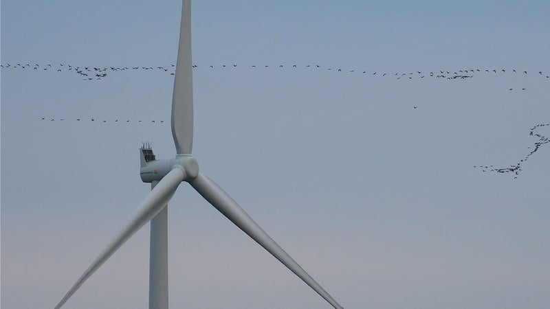 Flocks of pink-footed geese near Klim Wind Farm