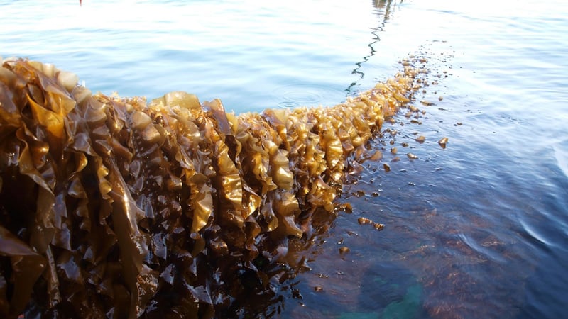 Kerteminde Seafarm will grow blue mussels, sugar kelp, sea lettuce and dulse on lines at the wind farm in collaboration with Aarhus University and the Technical University of Denmark, which will also investigate effects on the marine environment (Photo: Teis Boderskov).