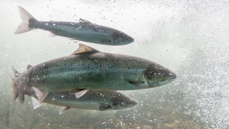 Salmon Salmon