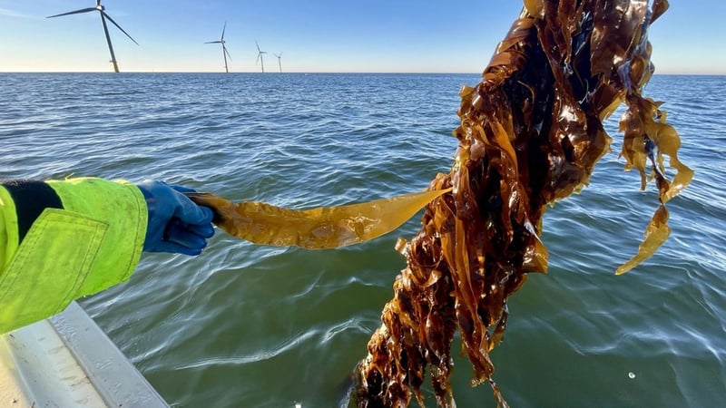 Seaweed Seaweed