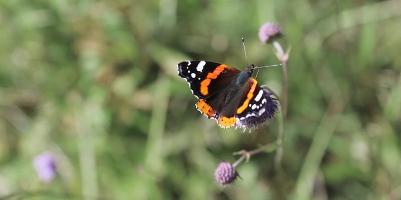 Red admiral butterfly Red admiral butterfly