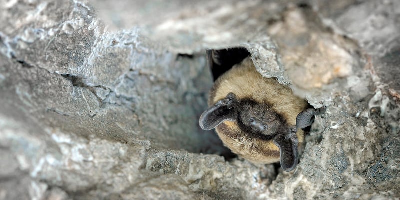 A bat hanging upside down in a cave. A bat hanging upside down in a cave.