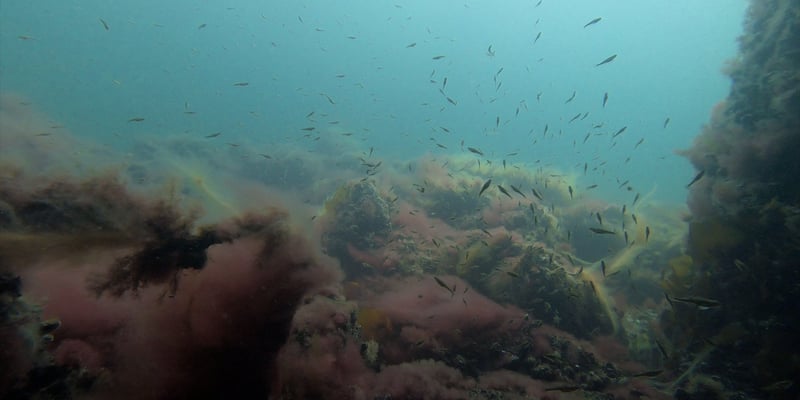 Shoal of fish and underwater plants Shoal of fish and underwater plants
