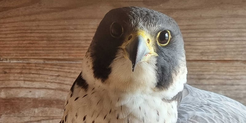 Peregrine falcon. Photo: Frank Buchcik Peregrine falcon. Photo: Frank Buchcik