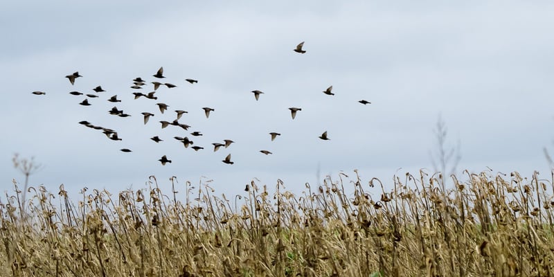 A flock of birds above a field A flock of birds above a field