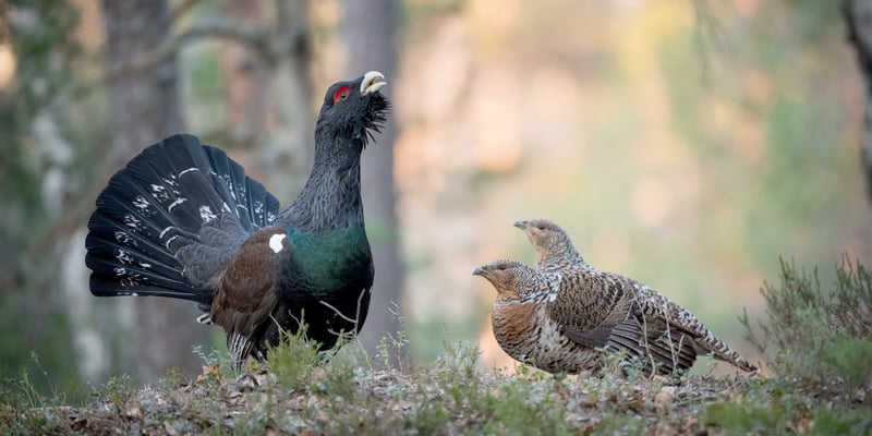 Three capercaillies Three capercaillies