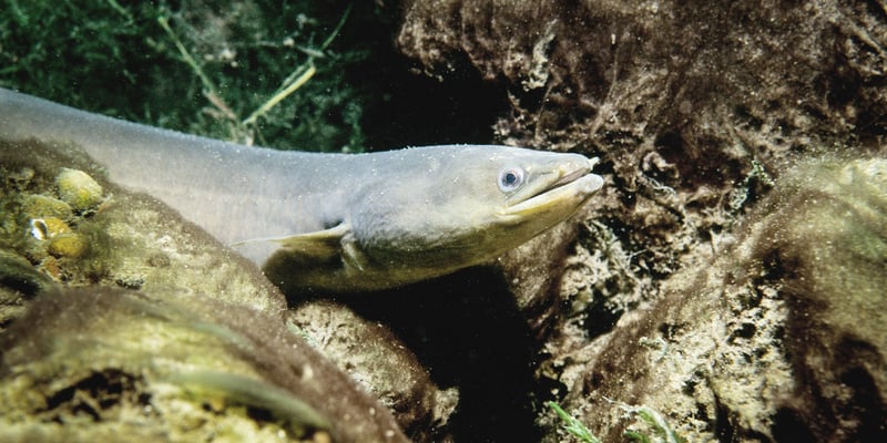 Eel Eel