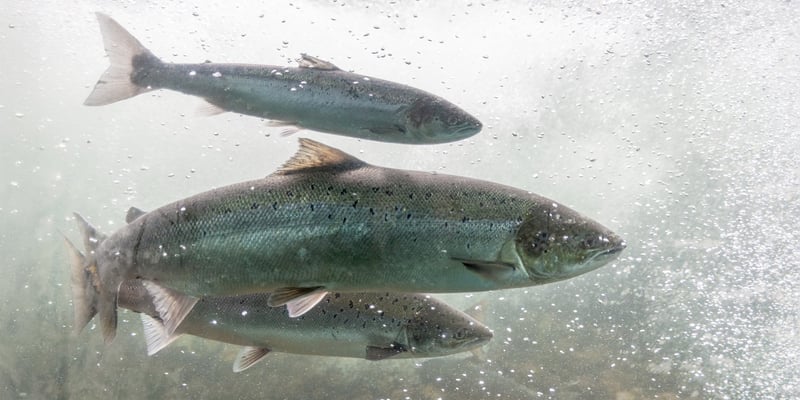 Three fish Three fish