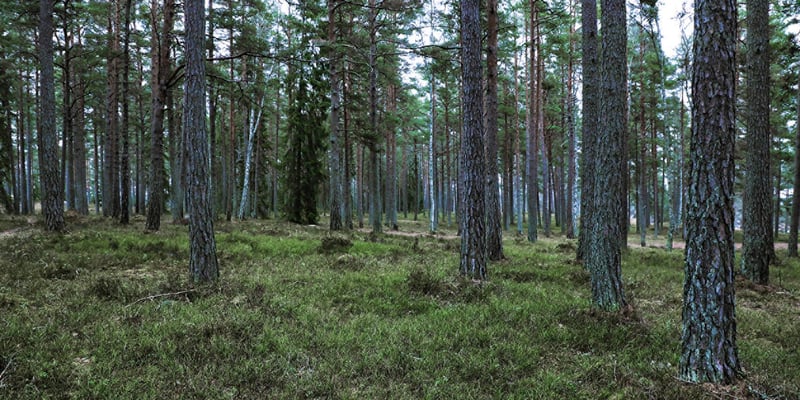 Pine forest Pine forest