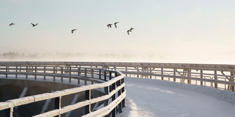 Birds in flight near Forsmark on a winter's day Birds in flight near Forsmark on a winter's day