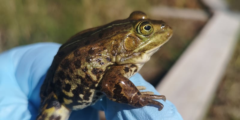 A frog. Photo: Maria Johansson, SKB A frog. Photo: Maria Johansson, SKB
