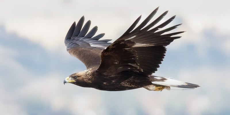 Golden eagle Golden eagle