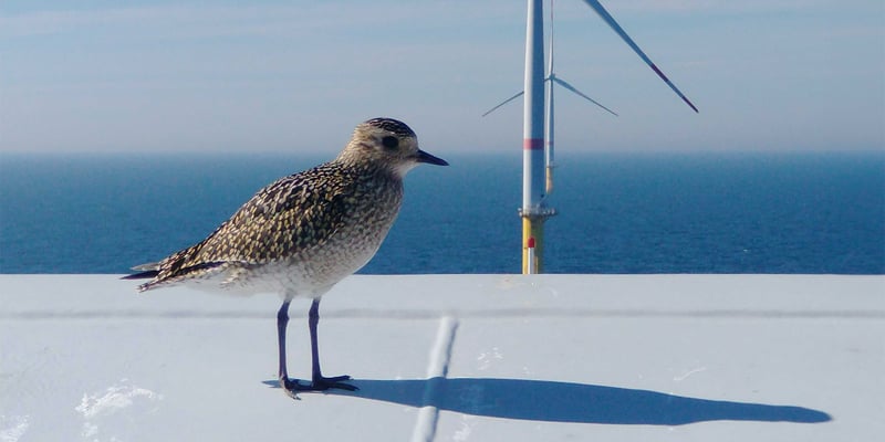 A golden plover on a turbine in Sandbank offshore wind farm A golden plover on a turbine in Sandbank offshore wind farm
