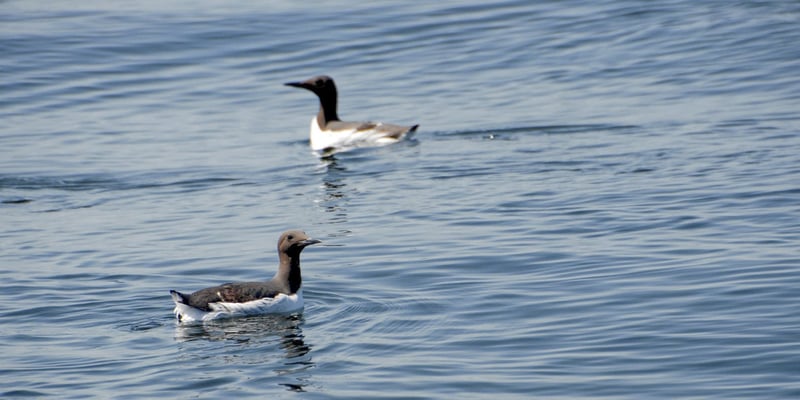 Guillemots Guillemots