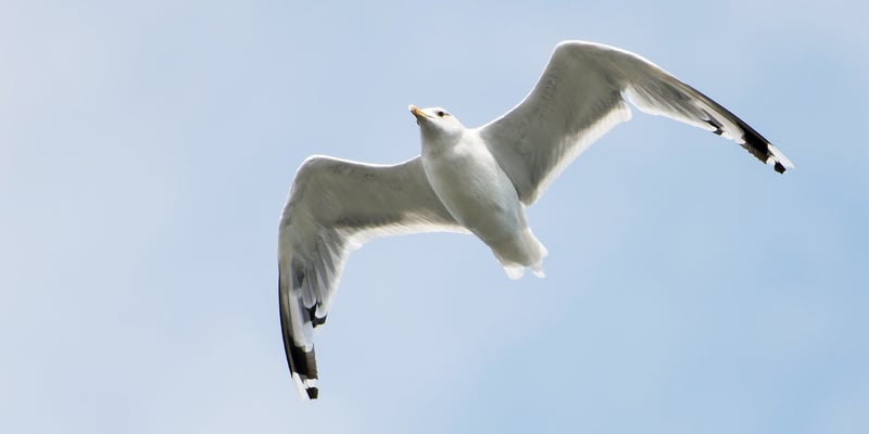Herring gull Herring gull