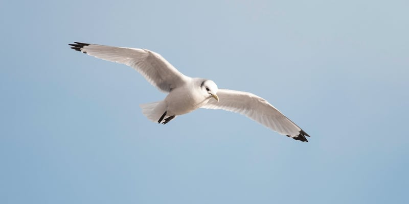 Kittiwake Kittiwake