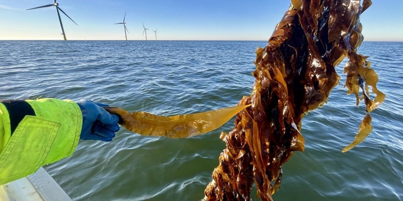 Seaweed Seaweed