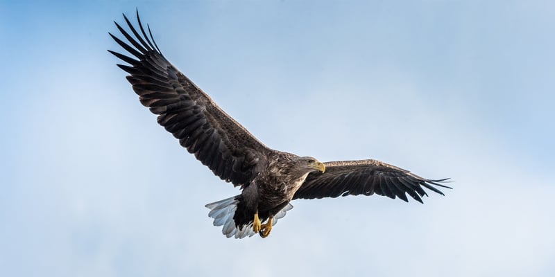 White-tailed eagle White-tailed eagle