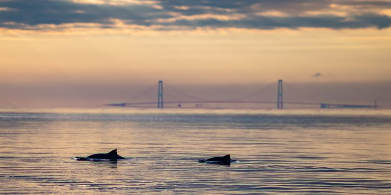 Wild porpoises. Photo: Heloise Hamel Wild porpoises. Photo: Heloise Hamel