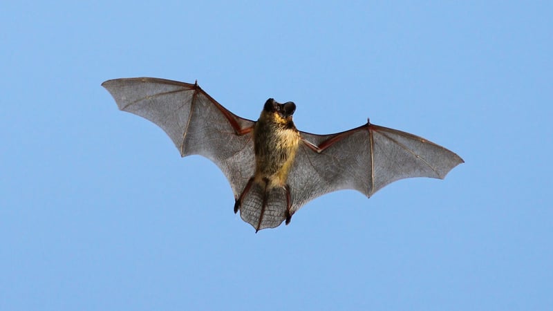 A bat in flight - Photo Anders Blomdahl