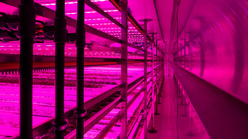 Climatic chamber with purple lighting