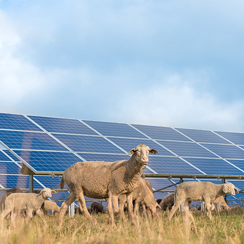 Sheeps on the pasture, in the background solarpanels - Photo: Adobe Stock