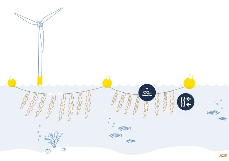 The multi-magic of seaweed The multi-magic of seaweed