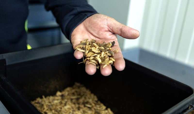 How waste heat is feeding fish