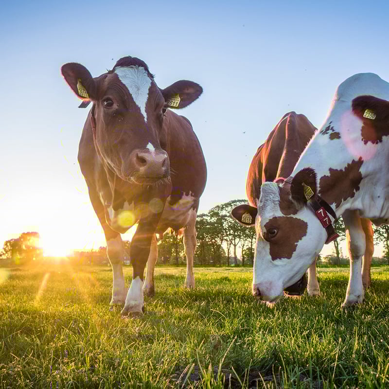 Helping cows burp and fart less